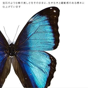 蝶の標本 、モルフォ 、フレーム 黒　美品　モルフォ蝶　標本 楽天市場】昆虫標本 蝶の標本 レテノールモルフォ アクリル